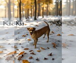 Small #1 Chihuahua Mix