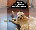 Small #1 Golden Retriever