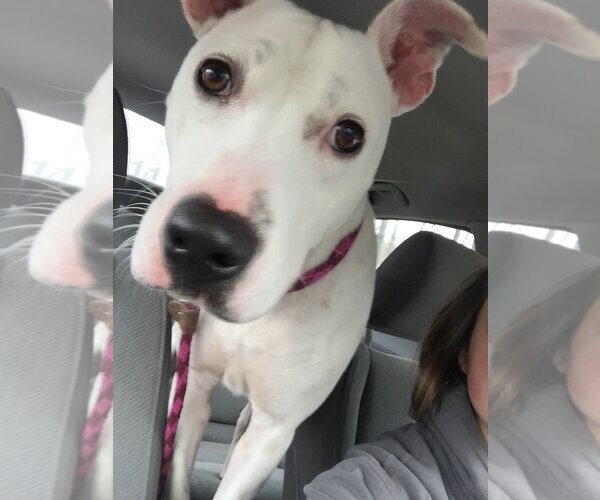 Medium Photo #12 American Pit Bull Terrier-Unknown Mix Puppy For Sale in Rockaway, NJ, USA