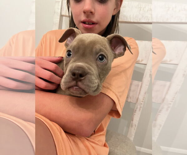 Medium Photo #5 American Pit Bull Terrier-Unknown Mix Puppy For Sale in Tenafly, NJ, USA