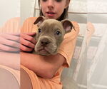 Small #4 American Pit Bull Terrier Mix