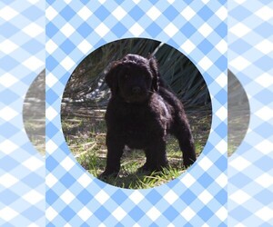 Goldendoodle Puppy for sale in NEWINGTON, GA, USA