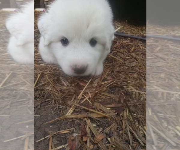 Medium Photo #4 Great Pyrenees Puppy For Sale in MORGANTOWN, WV, USA