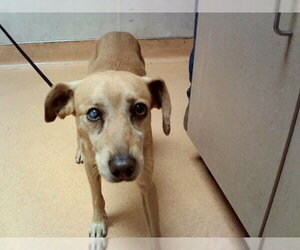 Mutt Dogs for adoption in Martinez, CA, USA
