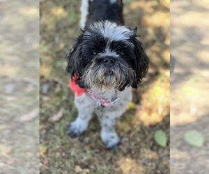 Shih Tzu-Unknown Mix Dogs for adoption in Phoenix, AZ, USA