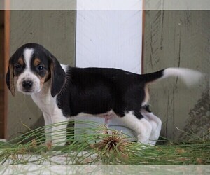 Beagle Puppy for sale in FREDERICKSBG, OH, USA
