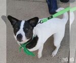 Small #2 Colonial Cocker Spaniel-Pointer Mix