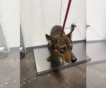Small Mutt