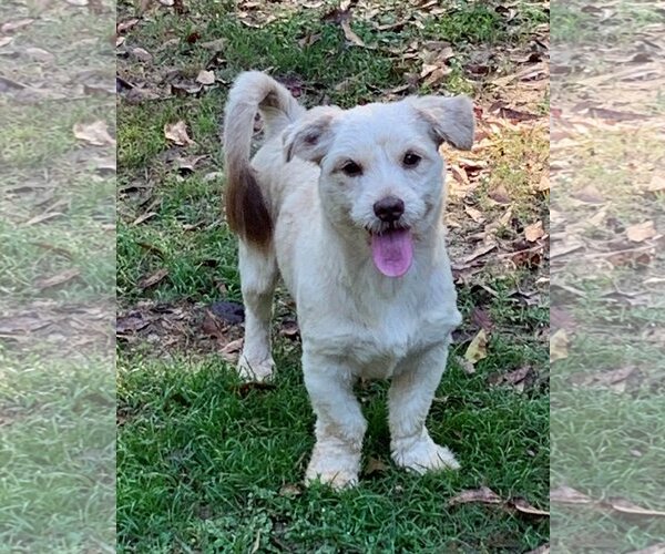 Medium Photo #3 Mutt Puppy For Sale in Meridian, MS, USA