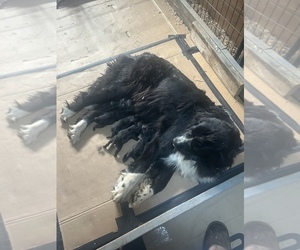 Newfoundland Litter for sale in TENMILE, OR, USA