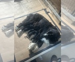 Small Newfoundland