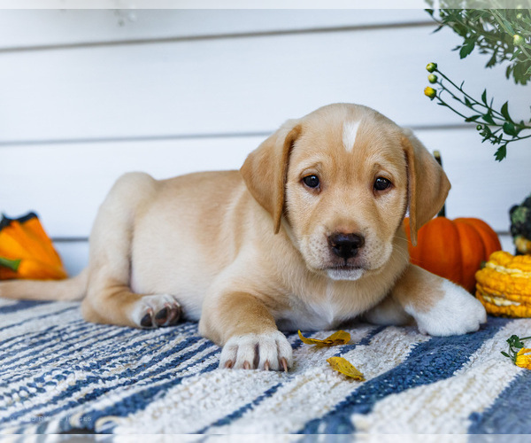 Medium Photo #26 Golden Retriever-Jack Russell Terrier Mix Puppy For Sale in WAKARUSA, IN, USA