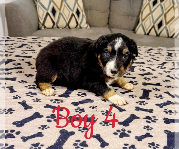 Medium Photo #39 Australian Shepherd Puppy For Sale in SALISBURY, NC, USA