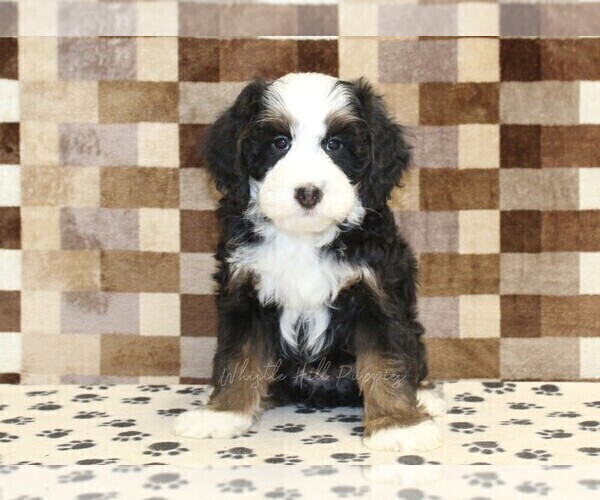 Medium Photo #3 Bernedoodle (Miniature) Puppy For Sale in DENVER, PA, USA