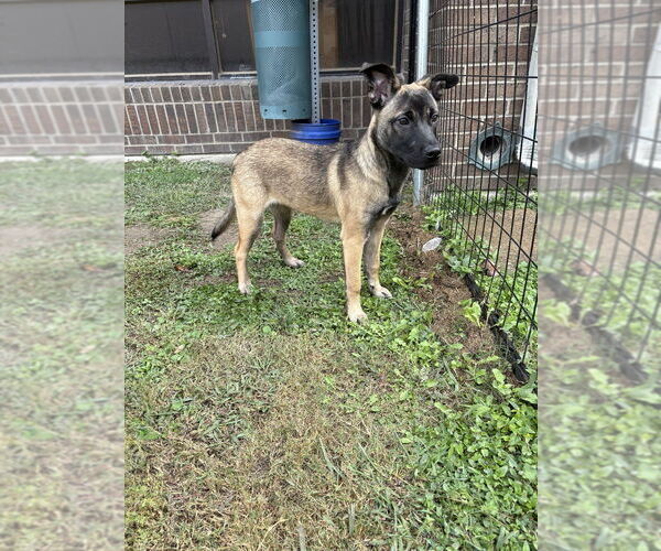 Medium Photo #2 Mutt Puppy For Sale in Imlay City, MI, USA