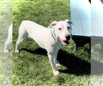 Small #2 Boxer-Dalmatian Mix