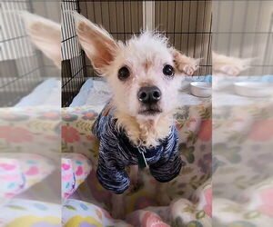Maltese-Unknown Mix Dogs for adoption in Clarkston, MI, USA