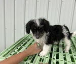 Puppy 4 Pembroke Welsh Corgi-Poodle (Miniature) Mix