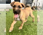 Small #1 Labrador Retriever Mix