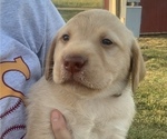 Small Photo #6 Labrador Retriever Puppy For Sale in MANSFIELD, MO, USA