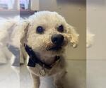 Small Poodle (Toy)