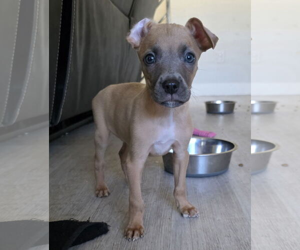 Medium Photo #5 Bullboxer Pit Puppy For Sale in MIDWAY, UT, USA