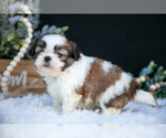 Puppy Landon Shih Tzu