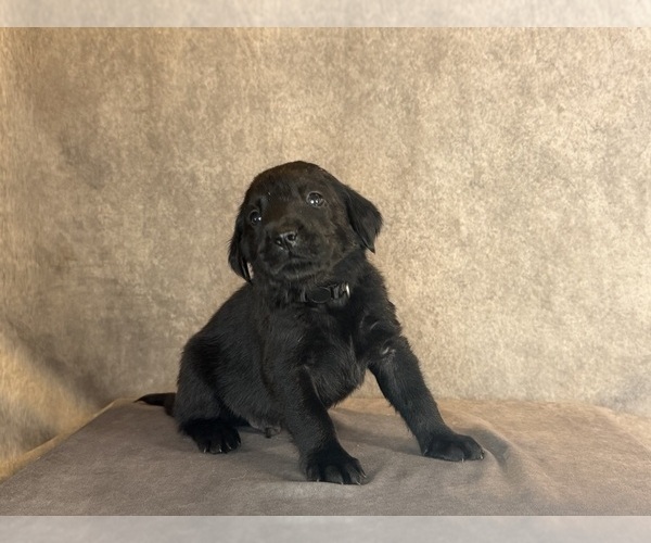 Medium Photo #8 Labrador Retriever Puppy For Sale in WHITNEY, TX, USA