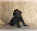 Small #7 Labrador Retriever