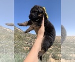 Puppy Yellow Collar German Shepherd Dog