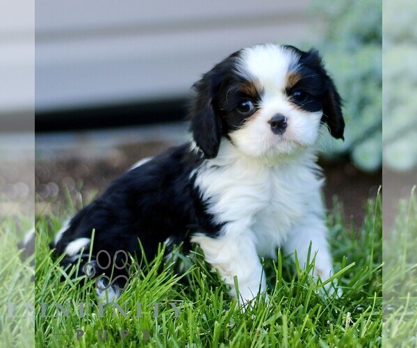 Medium Photo #1 Cavalier King Charles Spaniel Puppy For Sale in CHRISTIANA, PA, USA