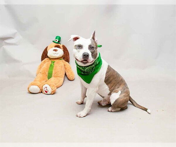 Medium Photo #1 American Staffordshire Terrier Puppy For Sale in Sanford, FL, USA