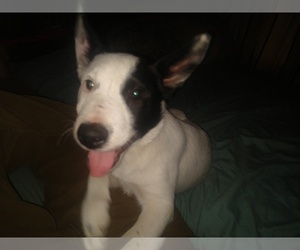 Australian Cattle Dog-Border Collie Mix Puppy for sale in EARLY BRANCH, SC, USA