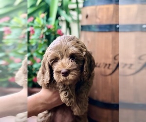 Medium Australian Labradoodle