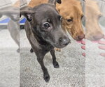 A188753 - Male American Pit Bull Terrier-Unknown Mix Dog for Adoption - Small photo