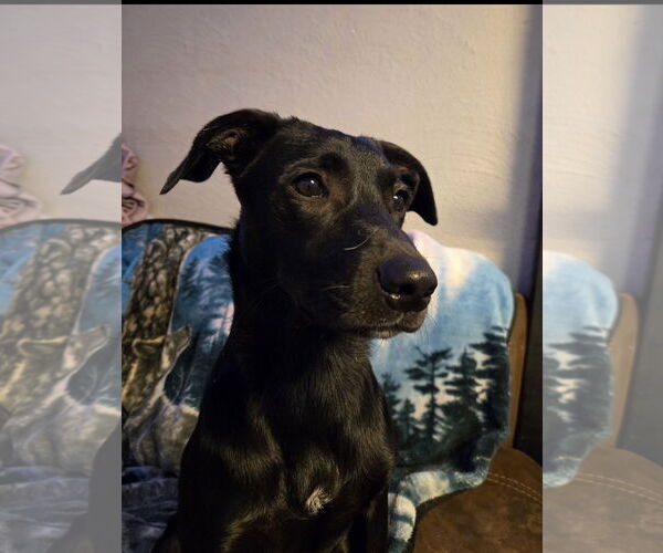 Medium Photo #4 Labrador Retriever-Unknown Mix Puppy For Sale in Ball Ground, GA, USA