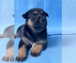 Small #4 Doberman Pinscher-German Shepherd Dog Mix