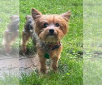 Small #1 Mutt