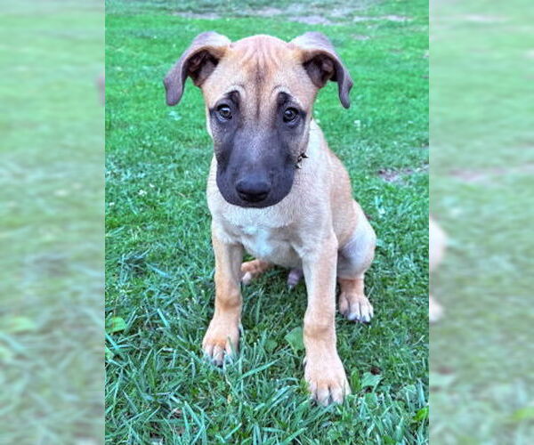 Medium Photo #3 Mutt Puppy For Sale in Ventura, CA, USA