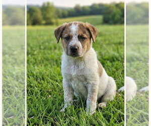 Mutt Dogs for adoption in Hillsboro, MO, USA