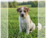 Small Mutt