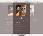 Small Photo #1 Cavapoo Puppy For Sale in PHOENIX, AZ, USA