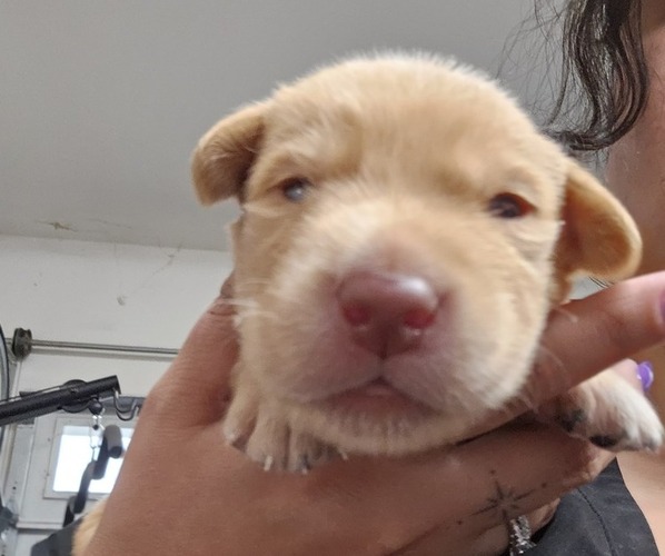 Medium Photo #18 Borador Puppy For Sale in SANTA MARIA, CA, USA
