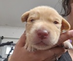 Small #17 Borador