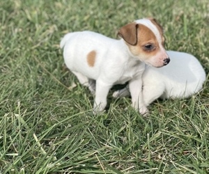 Jack Russell Terrier Puppy for sale in LOCKRIDGE, IA, USA