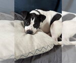 Small Mutt