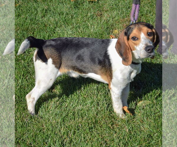 Medium Photo #2 Bagle Hound Puppy For Sale in Huntley, IL, USA