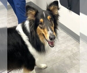 Collie Dogs for adoption in Dublin, OH, USA