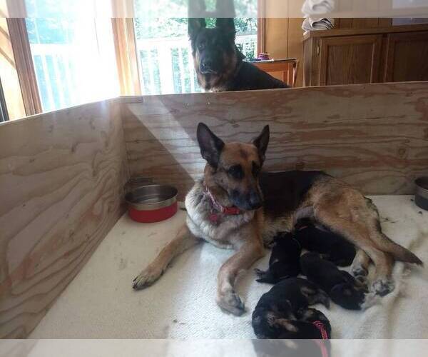 Medium Photo #5 German Shepherd Dog Puppy For Sale in WEST LINN, OR, USA