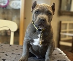 Puppy Yellow Collar American Bully